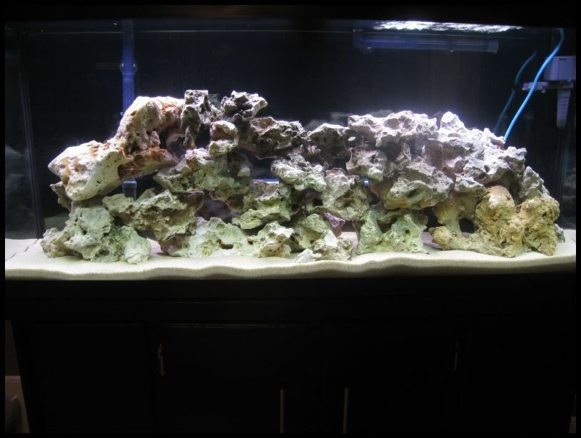 Black background, with black sand or with Pool filter sand? Cichlid